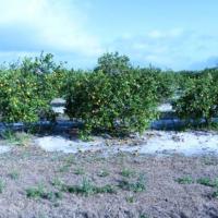 Pesquisador norte-americano faz palestra sobre a situação do greening e do cancro cítrico na Flórida
