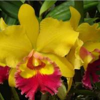 21ª Exposição Nacional reuniu mais de mil exemplares de orquídeas em Leme
