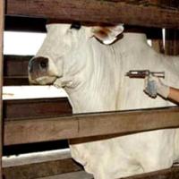 Governo de Leme e Secretaria de Agricultura anunciam o lançamento da Campanha 