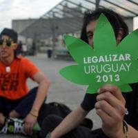 Uruguai aprova Lei da Maconha