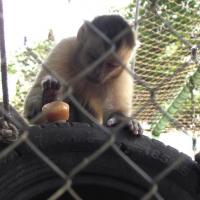 Animais do Parque Ecológico Mourão recebem alimentação específica para o verão