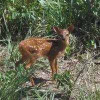 Parque Ecológico Mourão ganha novo morador