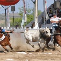 Senado aprova projeto que torna vaquejada manifestação cultural