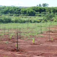 Secretaria do Meio Ambiente retoma atividades de compromisso de recuperação ambiental